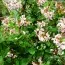 Ескаллонія Donard Seedling фото