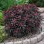 Еуфорбія Amygdaloides Purpurea фото