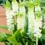 Еукоміс Autumnalis фото