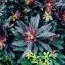 Еуфорбія Amygdaloides Purpurea фото