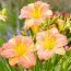 Лілейник EveryDaylily Pink Cream фото