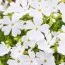 Флокс Fabulous White фото