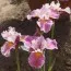 Ірис Sibirica Fancy Me This фото