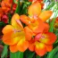 Фрезія Double Orange фото