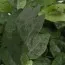 Фікус Green Sunny фото