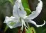 Лілія Speciosum Album фото