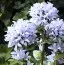 Кампанула Emerald фото