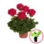 Пеларгонія Survivor Cherry Red фото