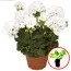 Пеларгонія Pelargonium Survivor White фото