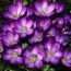 Крокус Barr's Purple 100 шт/уп фото