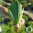Ірис Rosy Rogue фото