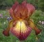 Ірис Fire Cracker фото