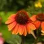 Ехінацея Flamenco Orange фото