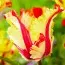 Набір тюльпанів Flaming Parrot фото