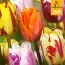 Мікс ландшафтний Flaming Beauty Mix (Брендові цибулини Jub Holland) фото