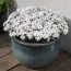 Флокс Amazing Grace фото