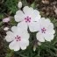 Флокс Amazing Grace фото