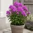 Флокс Amethyst фото