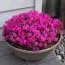 Флокс Atropurpurea фото
