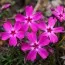 Флокс Atropurpurea фото