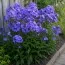 Флокс Blue Paradise  фото