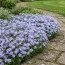 Флокс Emerald Cushion Blue фото