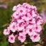 Флокс Herbstwalzer фото