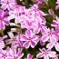 Флокс Kimono Pink-White фото
