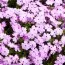 Флокс Lilac Cloud фото