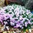 Флокс Lilac Cloud фото