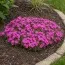 Флокс McDaniel`s Cushion фото