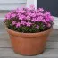 Флокс McDaniel`s Cushion фото
