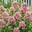 Флокс Orchid Yellow фото