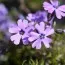 Флокс Purple Beauty фото
