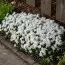 Флокс Snowflake фото