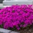 Флокс Crackerjack фото