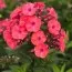 Флокс Starfire фото