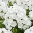 Флокс White Clouds фото