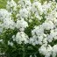 Флокс White Sparr фото