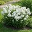 Флокс White Sparr фото