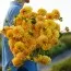 Жоржина Golden Scepter фото