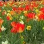 Мікс ландшафтний Floriade фото