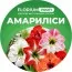Добриво для амарилісів Florium Profi універсальне) 4м. 700г фото