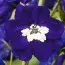 Дельфініум Magic Fountains Dark Blue White Bee фото