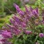 Буддлея Flutterby Pink фото