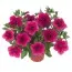 Петунія Fortunia Hot Pink фото