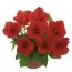 Петунія Fortunia Red фото