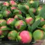 Півонії гуртом Coral Charm (50 шт) фото