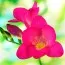 Фрезія Single Pink фото