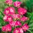 Фрезія Single Pink фото